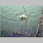 Kozlov 2.4.2008. -3.JPG